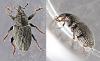 Tychius pusillus